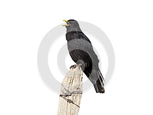 Yellow-billed chough or Alpine chough, Pyrrhocorax graculus