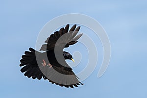 Yellow-billed chough flying in the bright blue sky