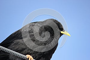 Yellow-billed chough looking around