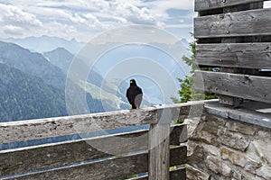 Yellow-billed Chough, Pyrrhocorax graculus