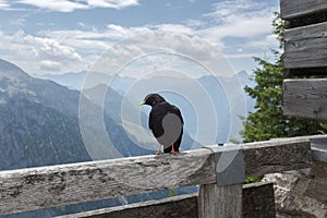 Yellow-billed Chough, Pyrrhocorax graculus