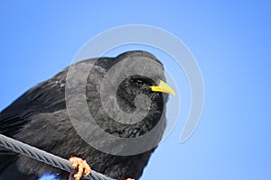 Yellow-billed chough sitting on a cable looking around