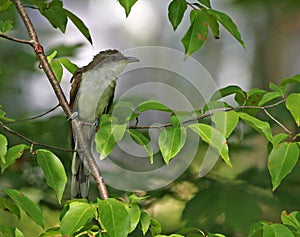 Yellow-billed Cuckoo