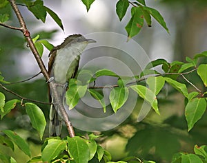 Yellow-billed Cuckoo photo