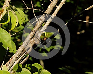 Yellow-billed cuckoo with food photo