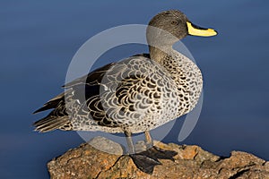 Yellow-billed duck