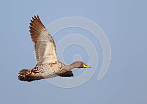 Yellow-billed Duck