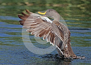 Yellow-billed Duck