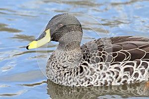 Yellow billed duck Anas undulata