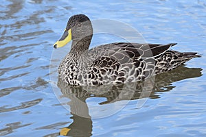 Yellow billed duck Anas undulata