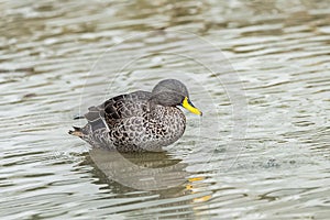 Yellow-billed Duck, Anas undulata