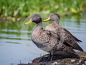 Yellow-Billed duck, Anas undulata