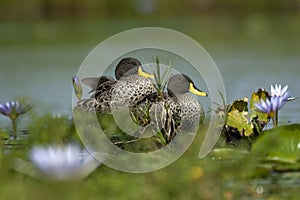 Yellow-billed Duck, Anas undulata