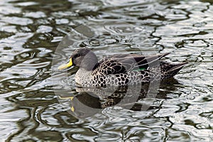 Yellow-billed duck (Anas undulata