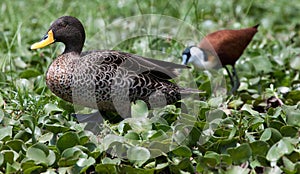 Yellow-billed duck and African jacana