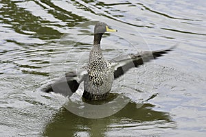 Yellow-billed Duck anas undulata Flapping Its Wings