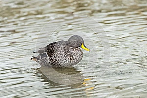 Yellow-billed Duck, bird