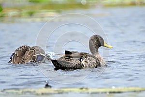 Yellow-billed duck, Mabamba Bay, Uganda