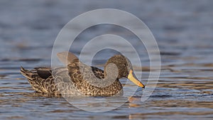 Yellow-billed Duck with Weterdrop