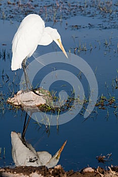 Yellow billed egret