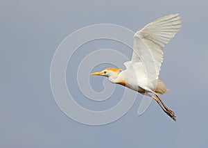 Yellow Billed Egret