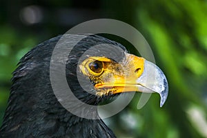 Yellow-billed Great African Eagle