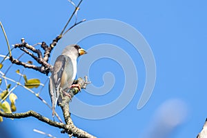 Yellow-billed grosbeak Eophona migratoria perching on tree