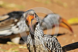 Yellow Billed Horn-bill - Wild Bird Background - Exotic Beaks