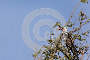 Yellow Billed Horn-Bill In The Wilderness