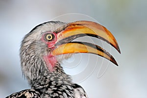 Yellow-billed hornbill