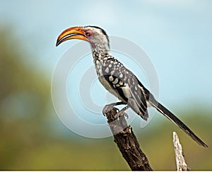 Yellow Billed Hornbill.