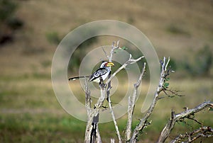 Yellow-billed Hornbill   12632