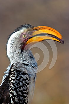 Yellow billed hornbill