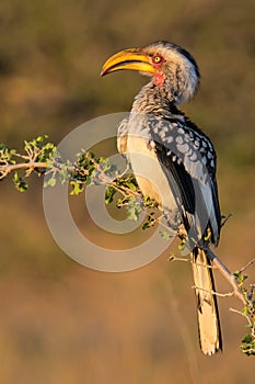 Yellow-billed hornbill