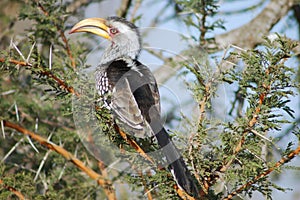 Yellow billed hornbill