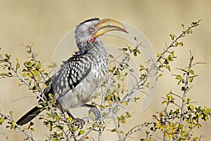 Yellow billed hornbill