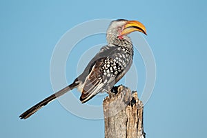 Yellow-billed hornbill