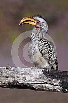 Yellow-Billed Hornbill