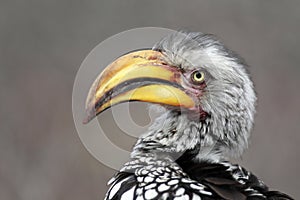 Yellow-Billed Hornbill