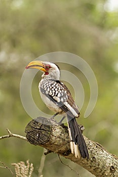 Yellow Billed Hornbill