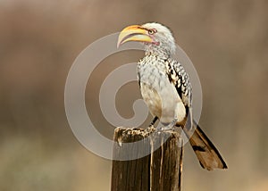 Yellow-Billed Hornbill