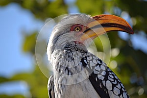 Yellow-billed Hornbill