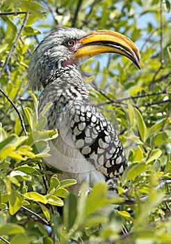 yellow billed hornbill