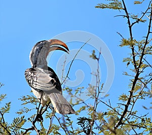 Yellow Billed Hornbill