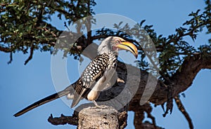 Yellow-billed Hornbill