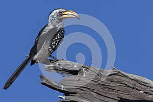 Yellow billed Hornbill - Botswana - Africa