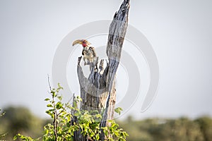 Yellow-billed hornbill on a branch