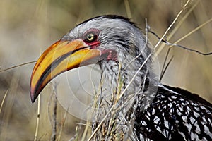 Yellow-billed hornbill feeding on the ground