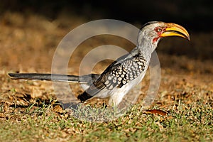 Yellow-billed hornbill - Kruger National Park