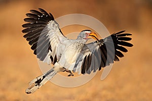 Yellow-billed hornbill landing